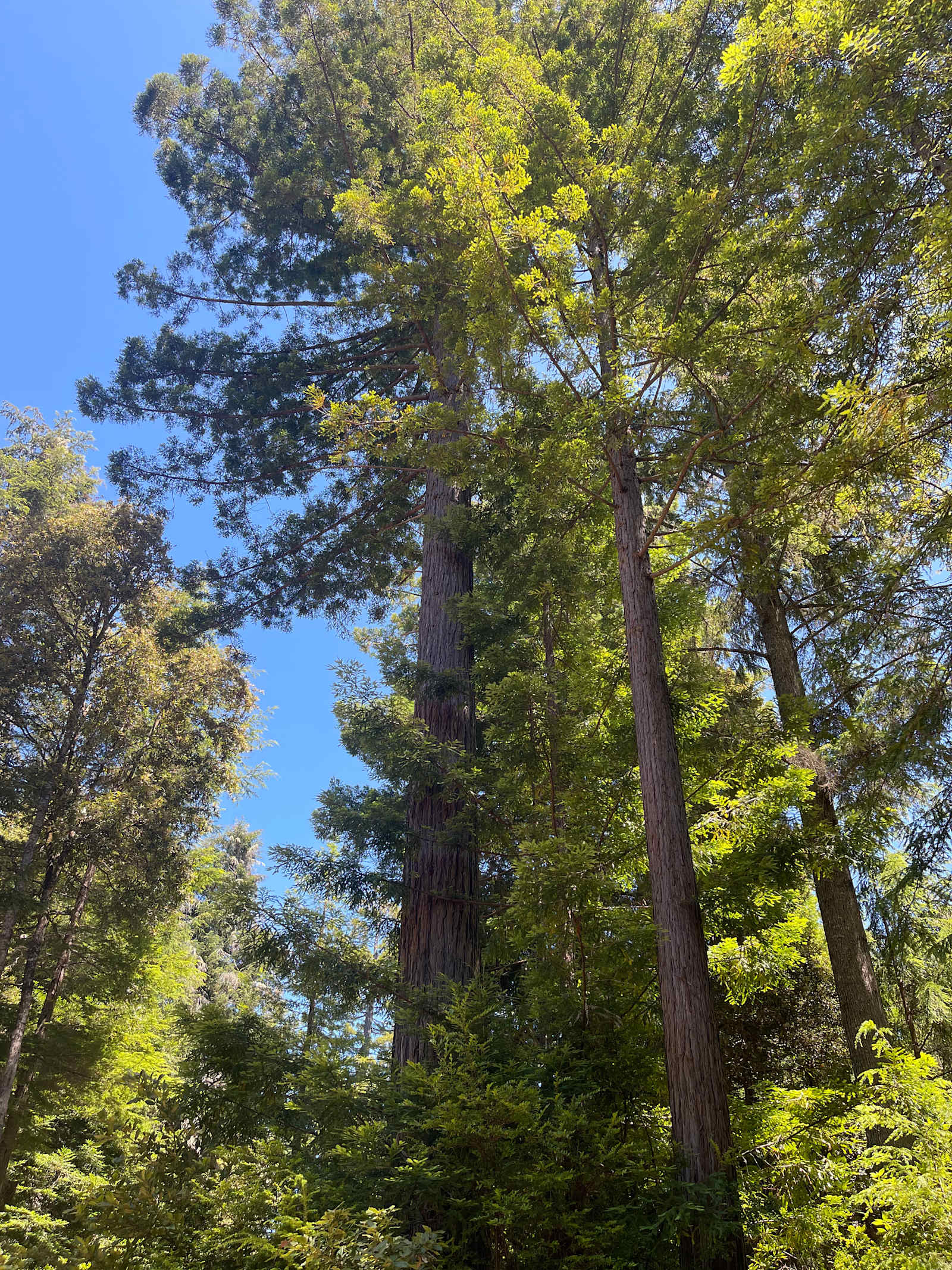 CAMPFIRE! - Mendocino, California - glamping.directory