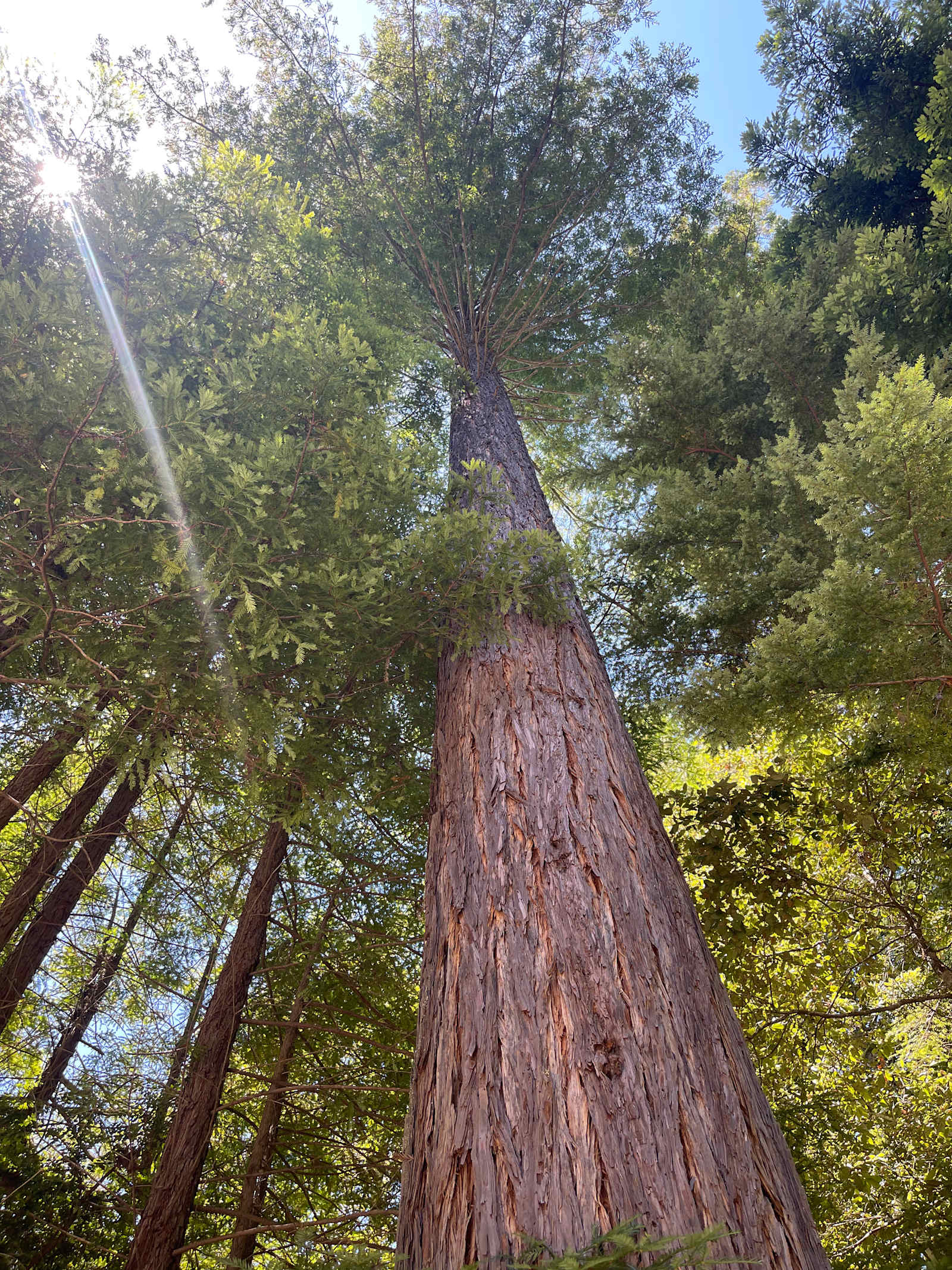 CAMPFIRE! - glamping.directory