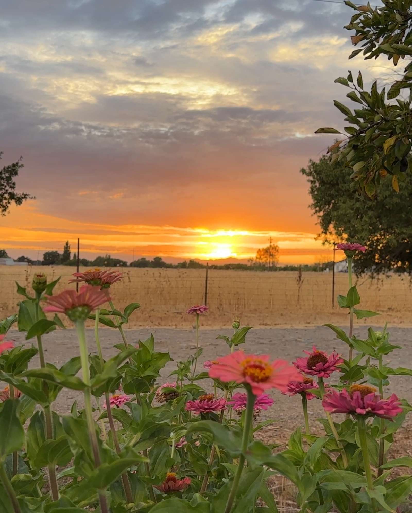 FullCircle Florals Flower Farm - Corning, California - glamping.directory