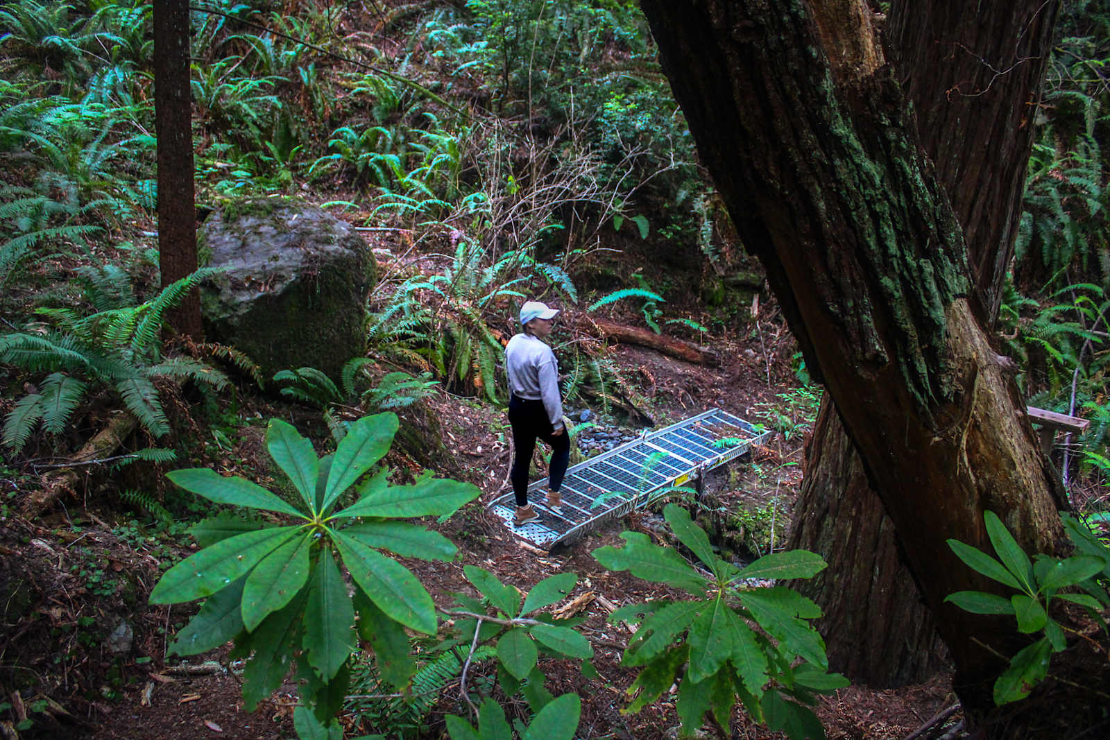 Whispering Redwood Creek - Mc Kinleyville, California - glamping.directory