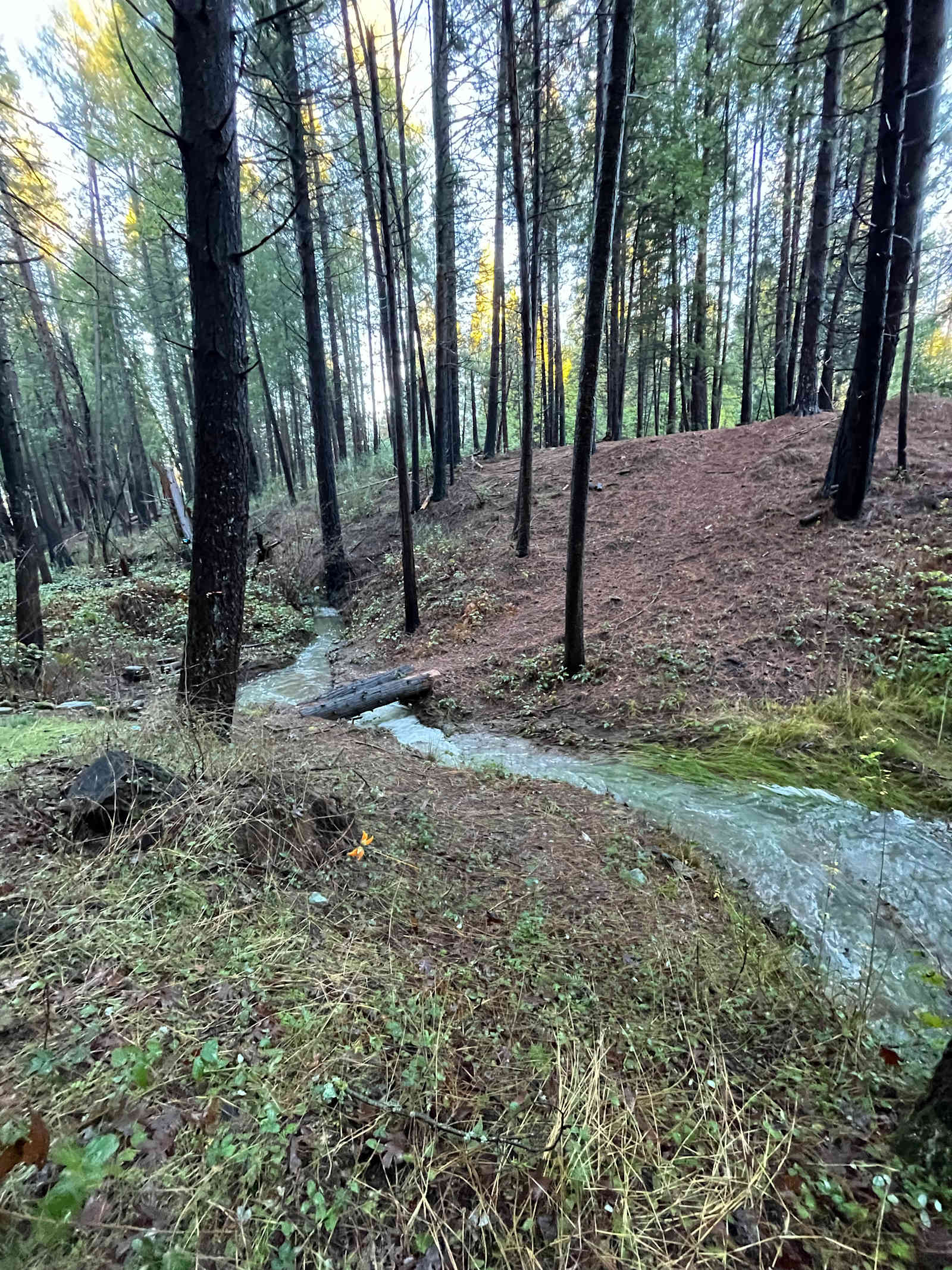 Unplug for nature, dogs, and kids - Mokelumne Hill, California - glamping.directory