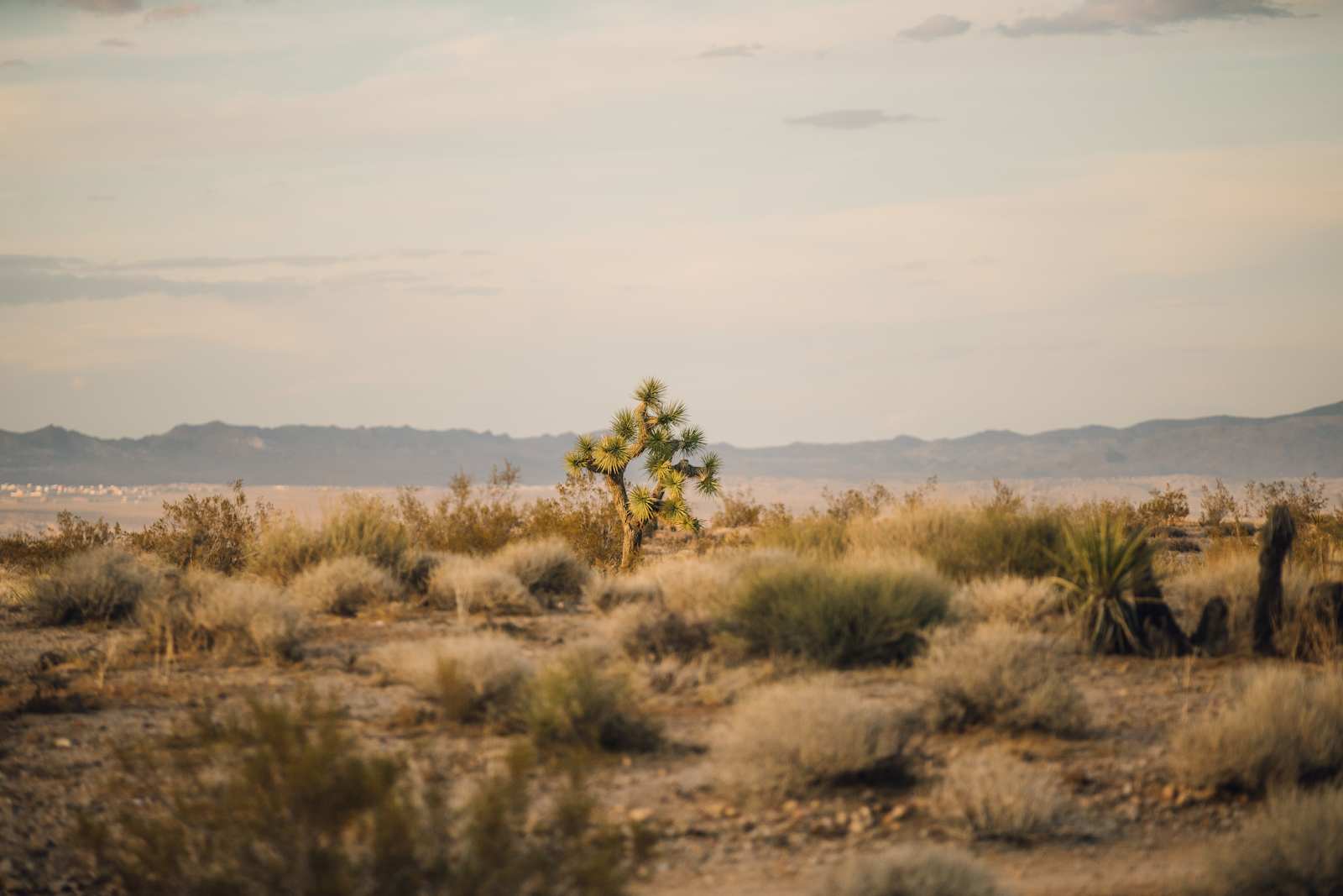 Dave's Campground @ Joshua Tree - Homestead Valley, California - glamping.directory