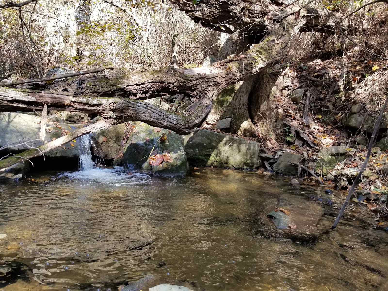 Dark Hollow - Crossville, Alabama - glamping.directory
