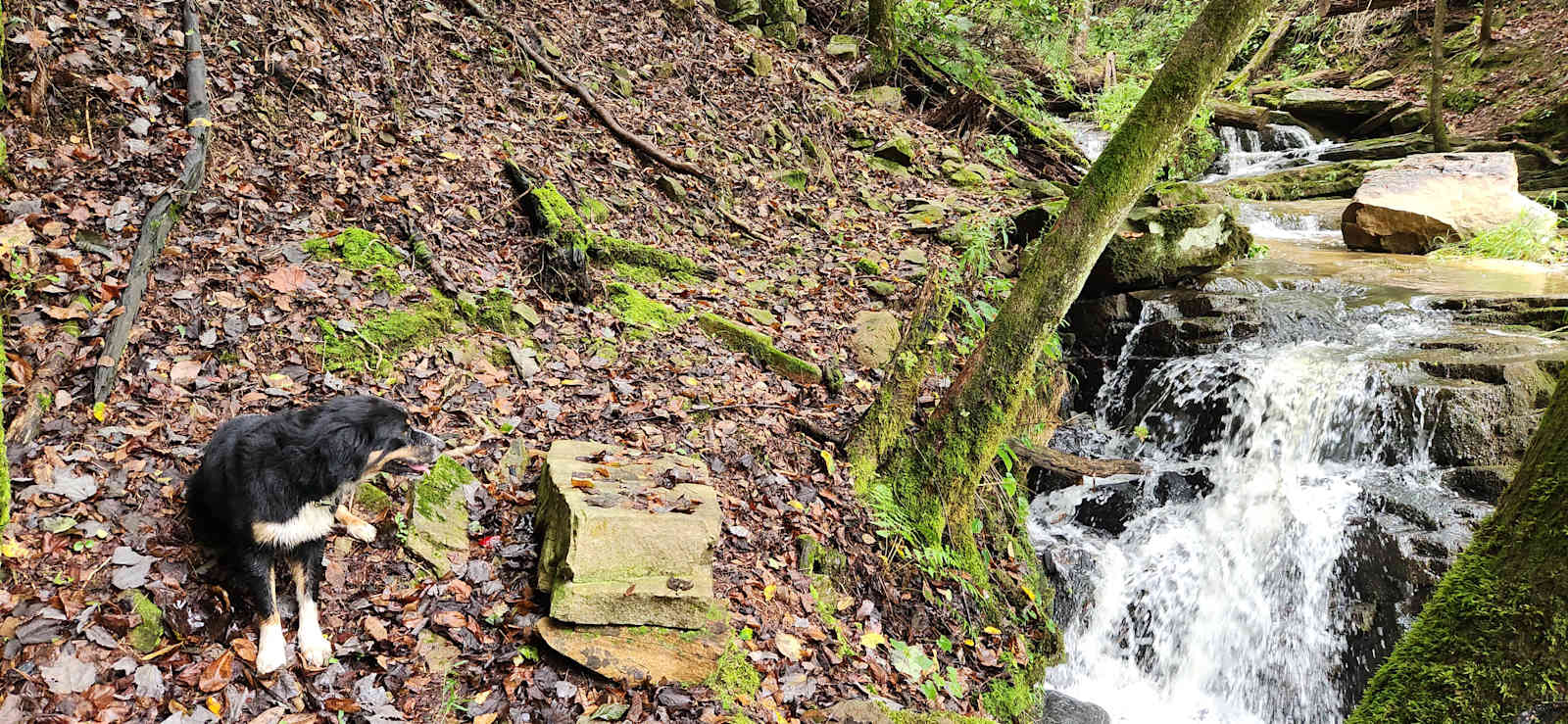 Dark Hollow - Crossville, Alabama - glamping.directory