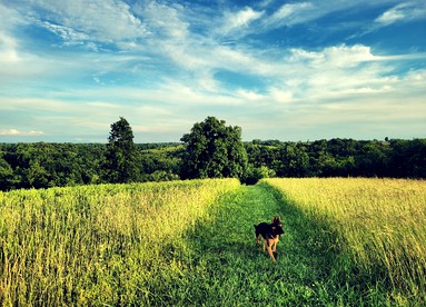 Cozy Tiny House on Working Farm, for Fun Glamping Trips in Kentucky - Owenton, Kentucky - glamping.directory