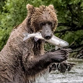 All-Inclusive Cabin Rentals for a Fishing Getaway inside Katmai National Park, Alaska - King Salmon, Alaska - glamping.directory