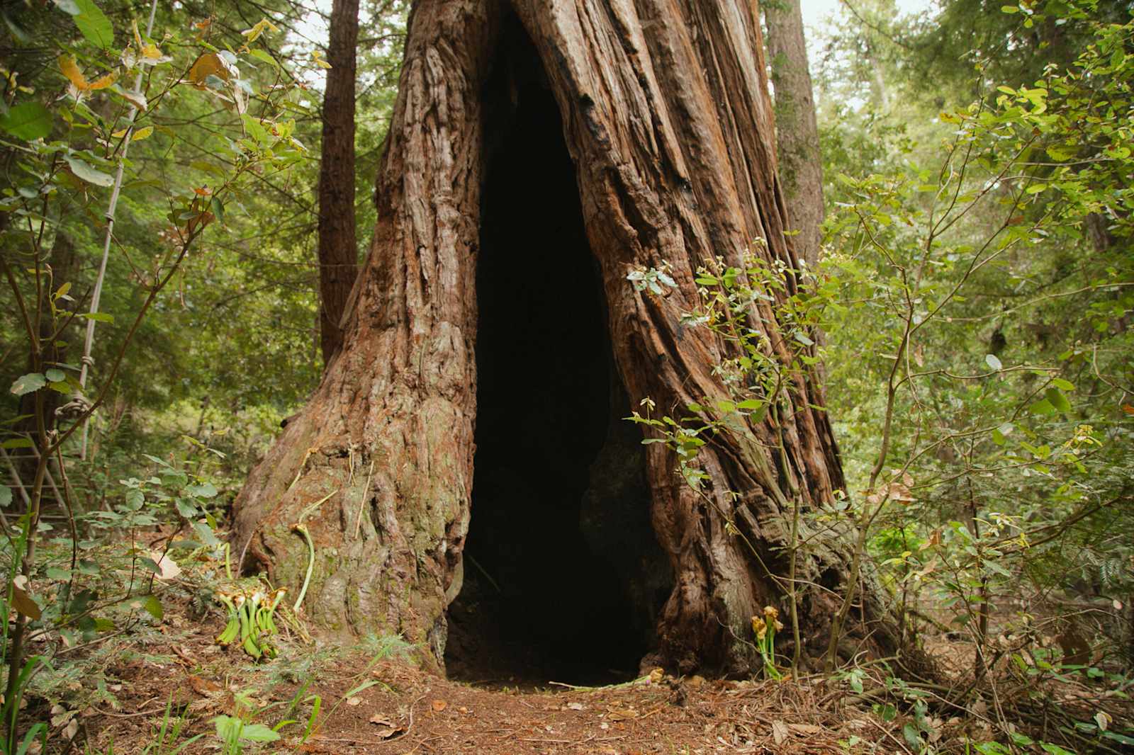 Redwood Paradise - Santa Cruz, California - glamping.directory