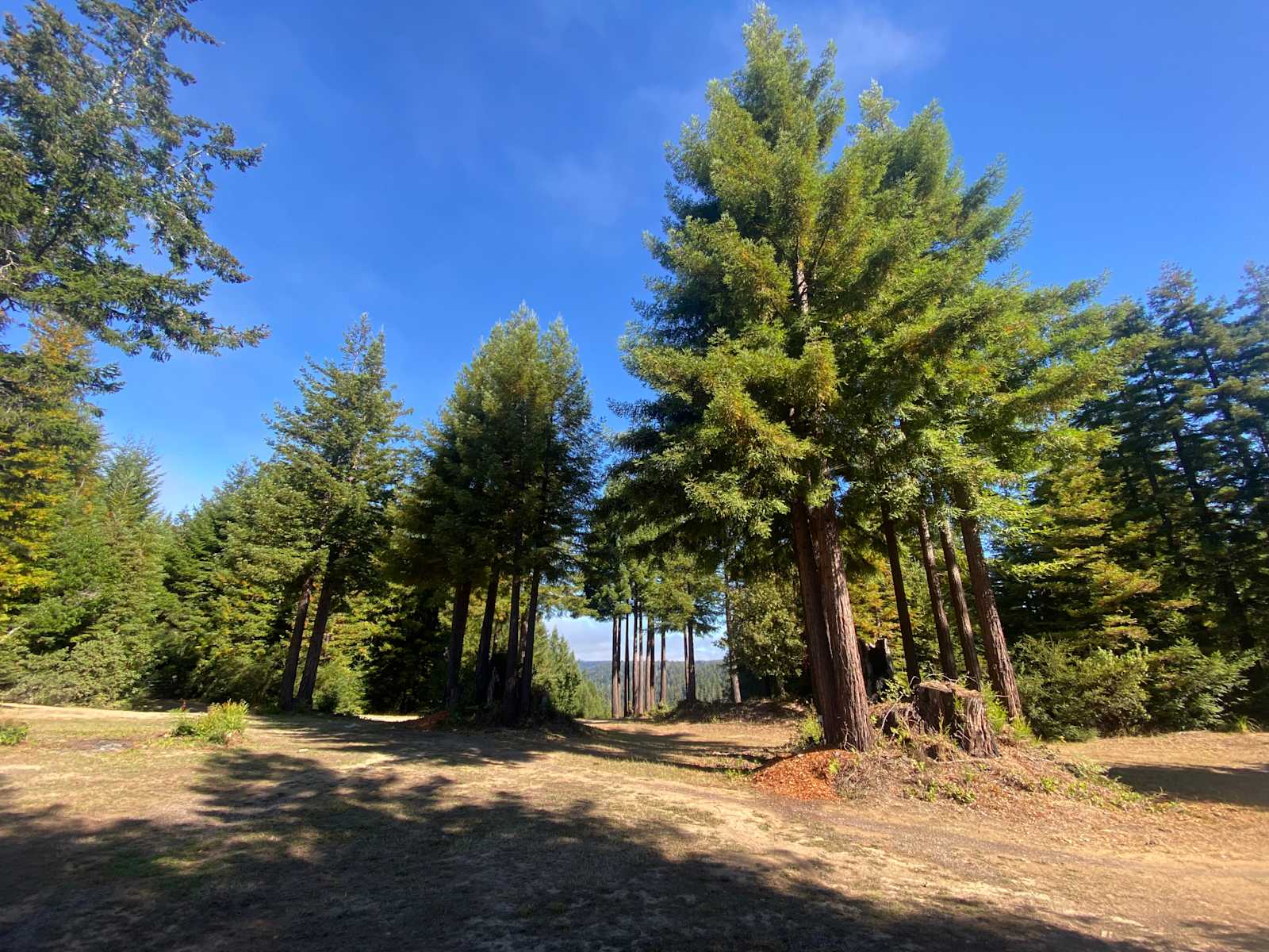 The Oak Show - Albion, California - glamping.directory
