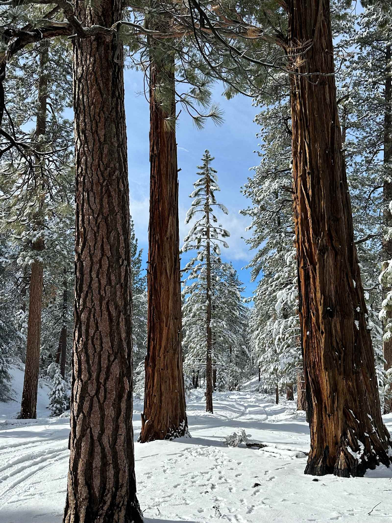 Camp Durrwood - Big Bear City, California - glamping.directory