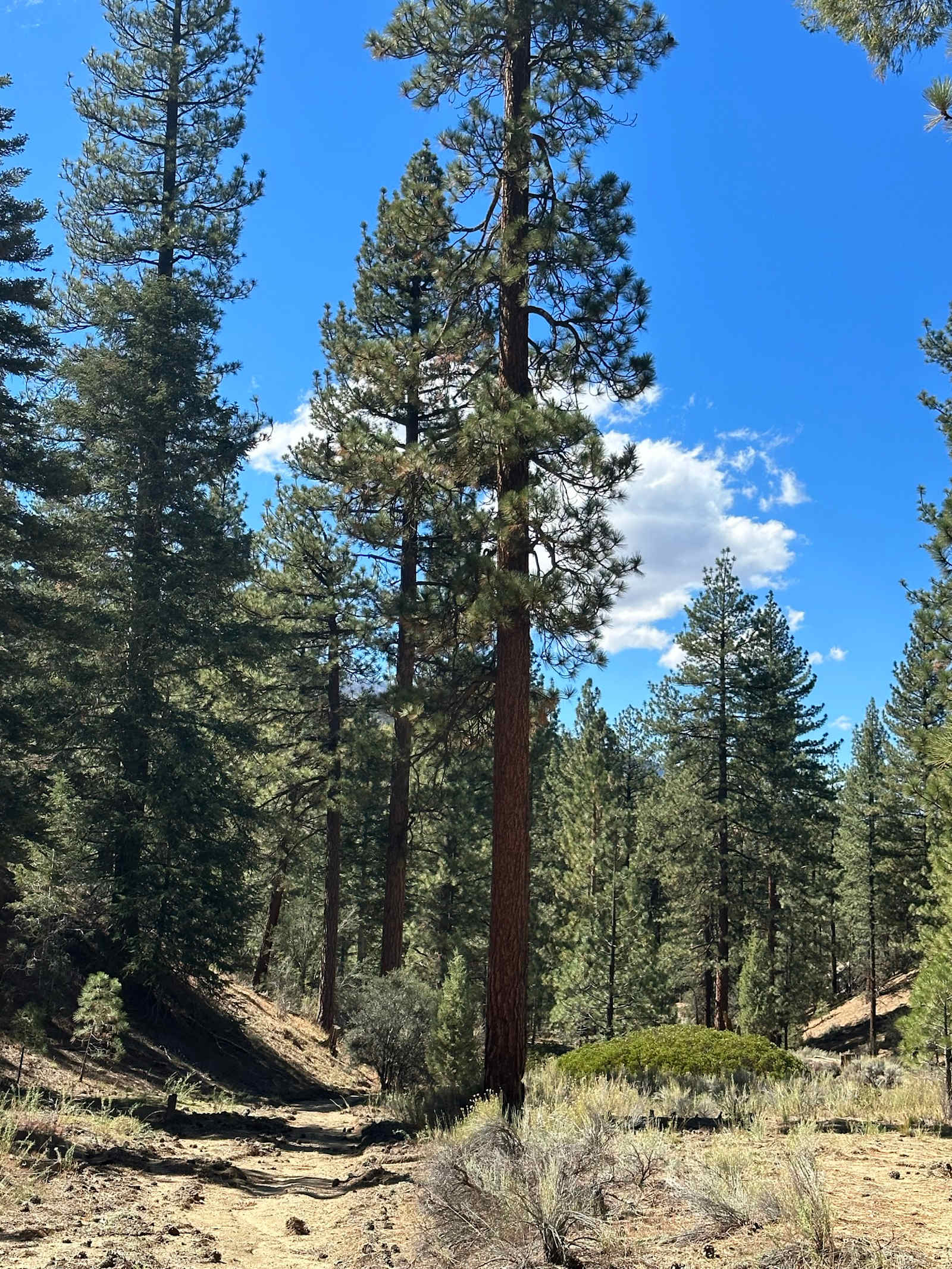 Camp Durrwood - Big Bear City, California - glamping.directory