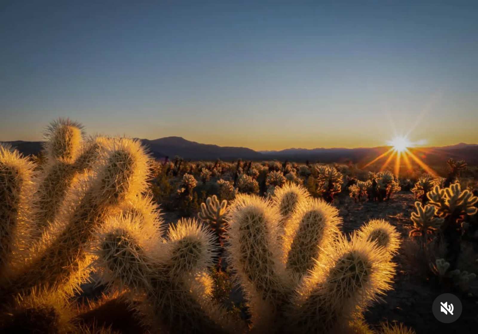 Desert Still - Twentynine Palms, California - glamping.directory