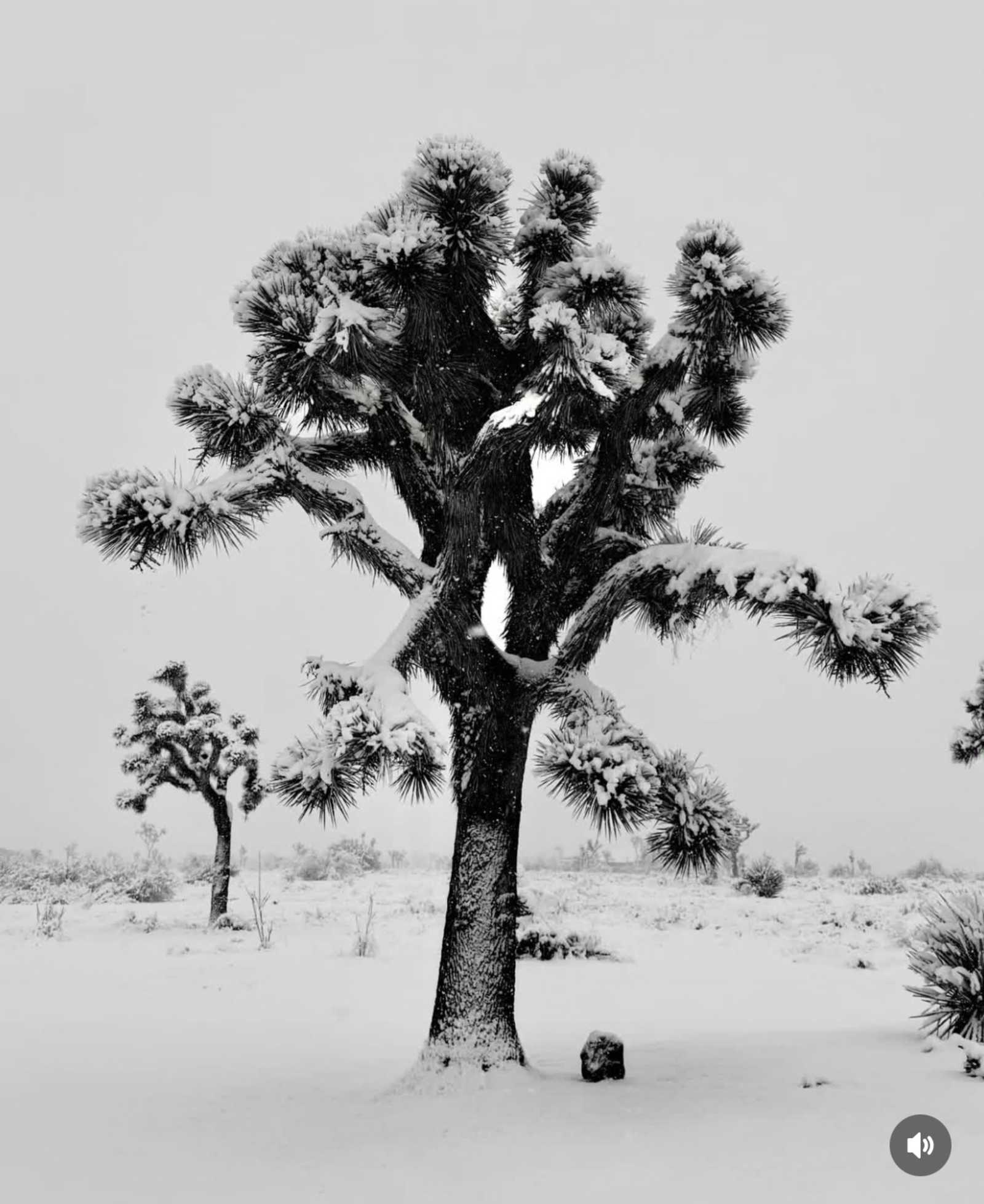 Desert Still - Twentynine Palms, California - glamping.directory