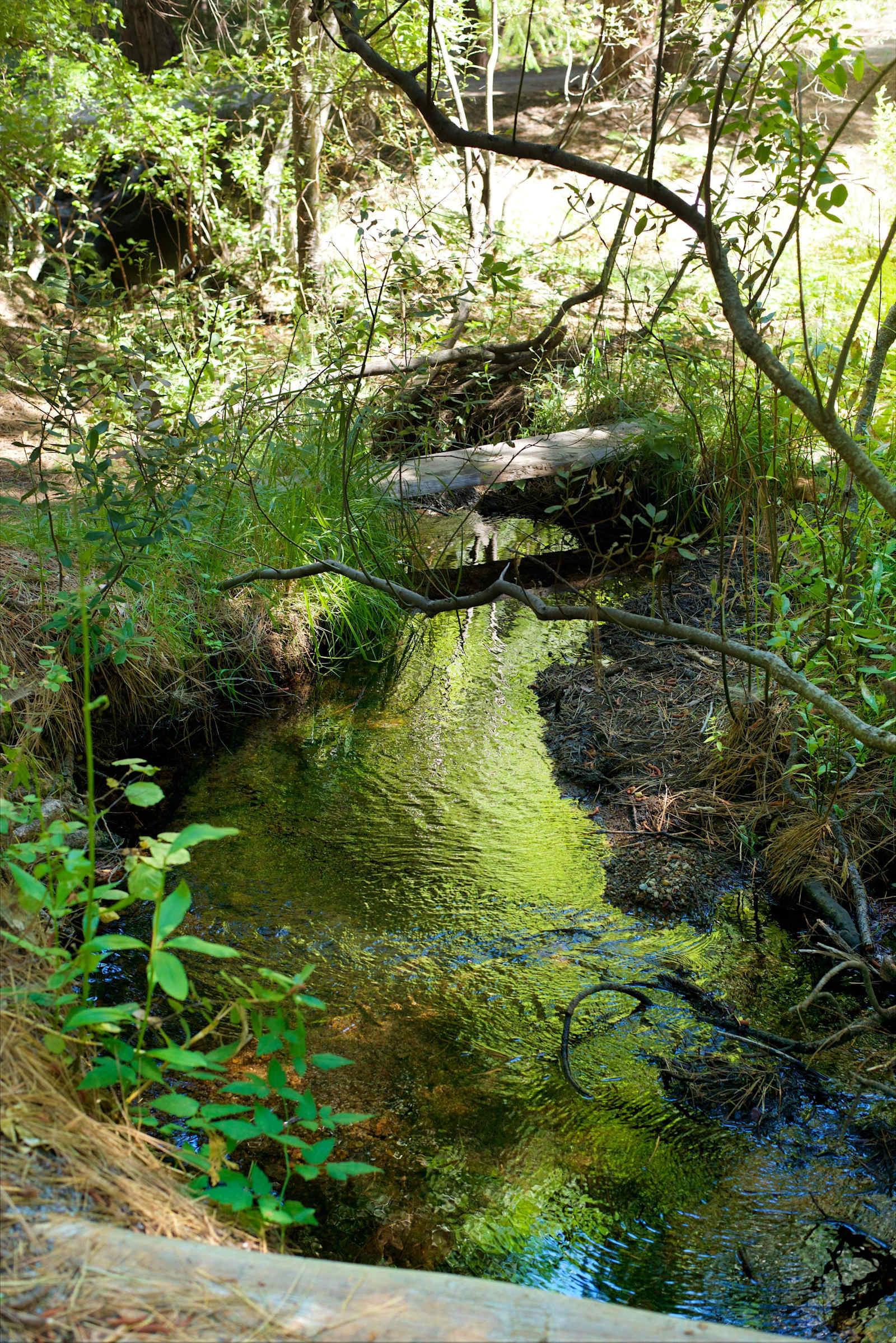 Cozy Creek Camp - Mount Shasta, California - glamping.directory
