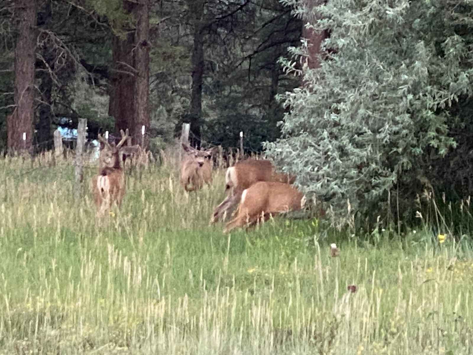 Basecamp Pagosa - Pagosa Springs, Colorado - glamping.directory