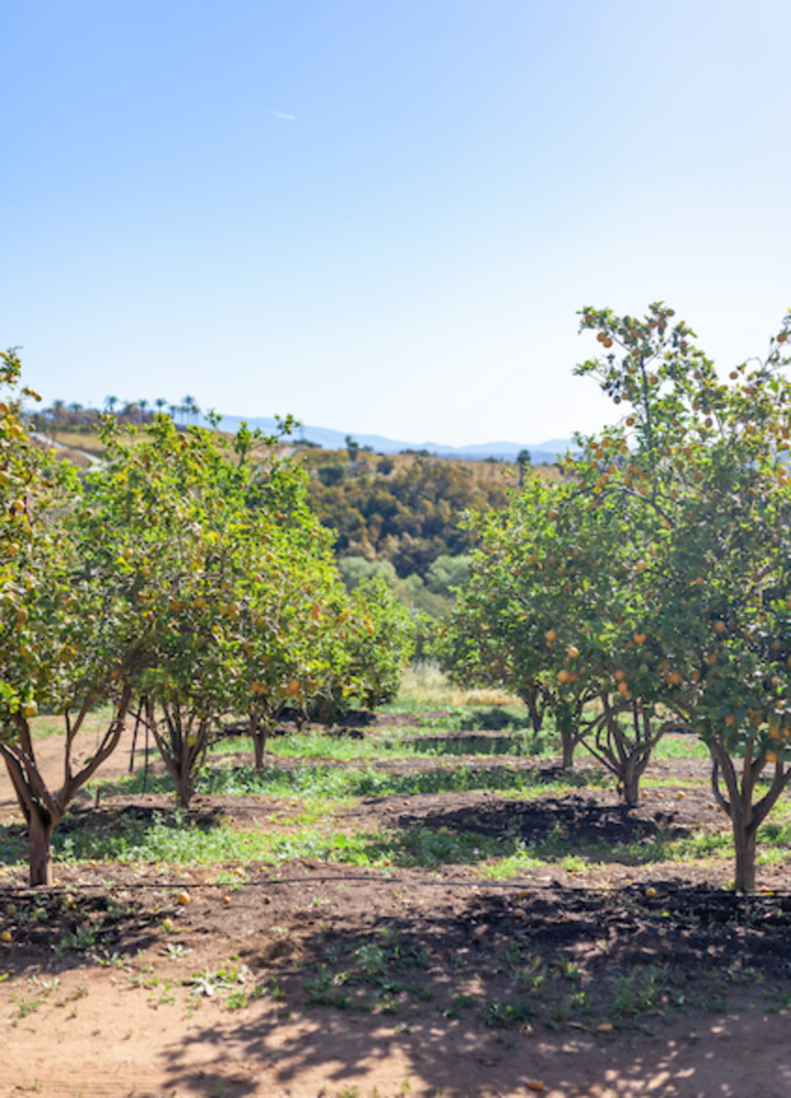 Morro Hills - Dark Sky Dry Camp/RV - Bonsall, California - glamping.directory