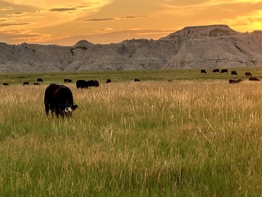Cozy Cottage Rental for Six on a Working Ranch in Crawford, Nebraska - Crawford, Nebraska - glamping.directory