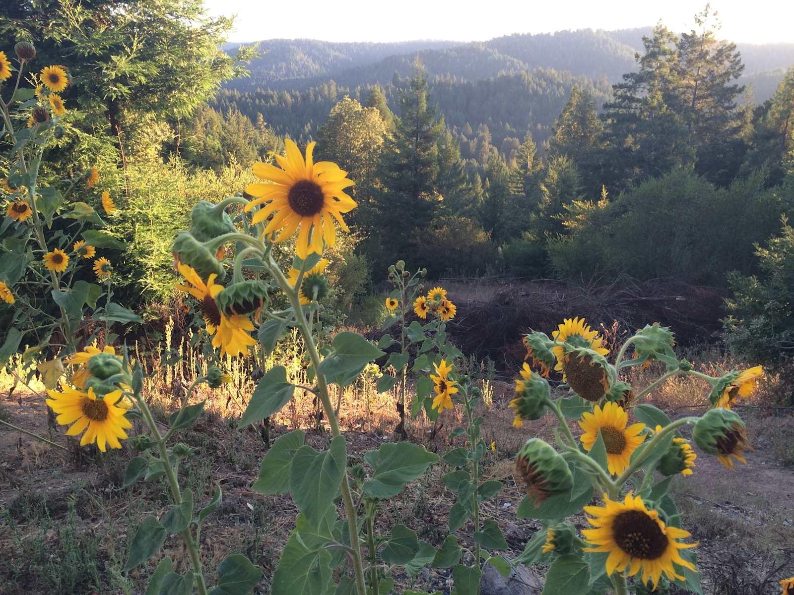 Comptche Matrix @ Sunny-land - Comptche, California - glamping.directory
