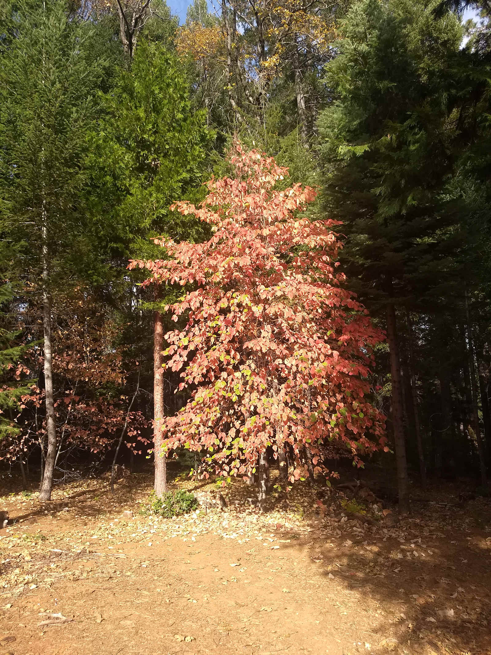 Sierra Jungle - Camptonville, California - glamping.directory