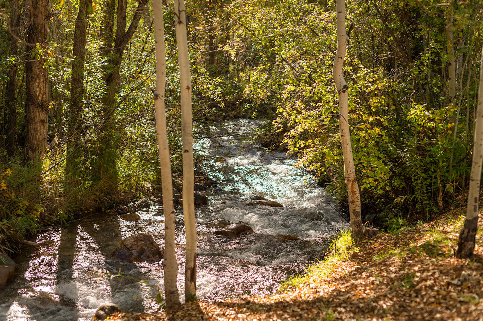 Creekside Chalets - Salida, Colorado - glamping.directory