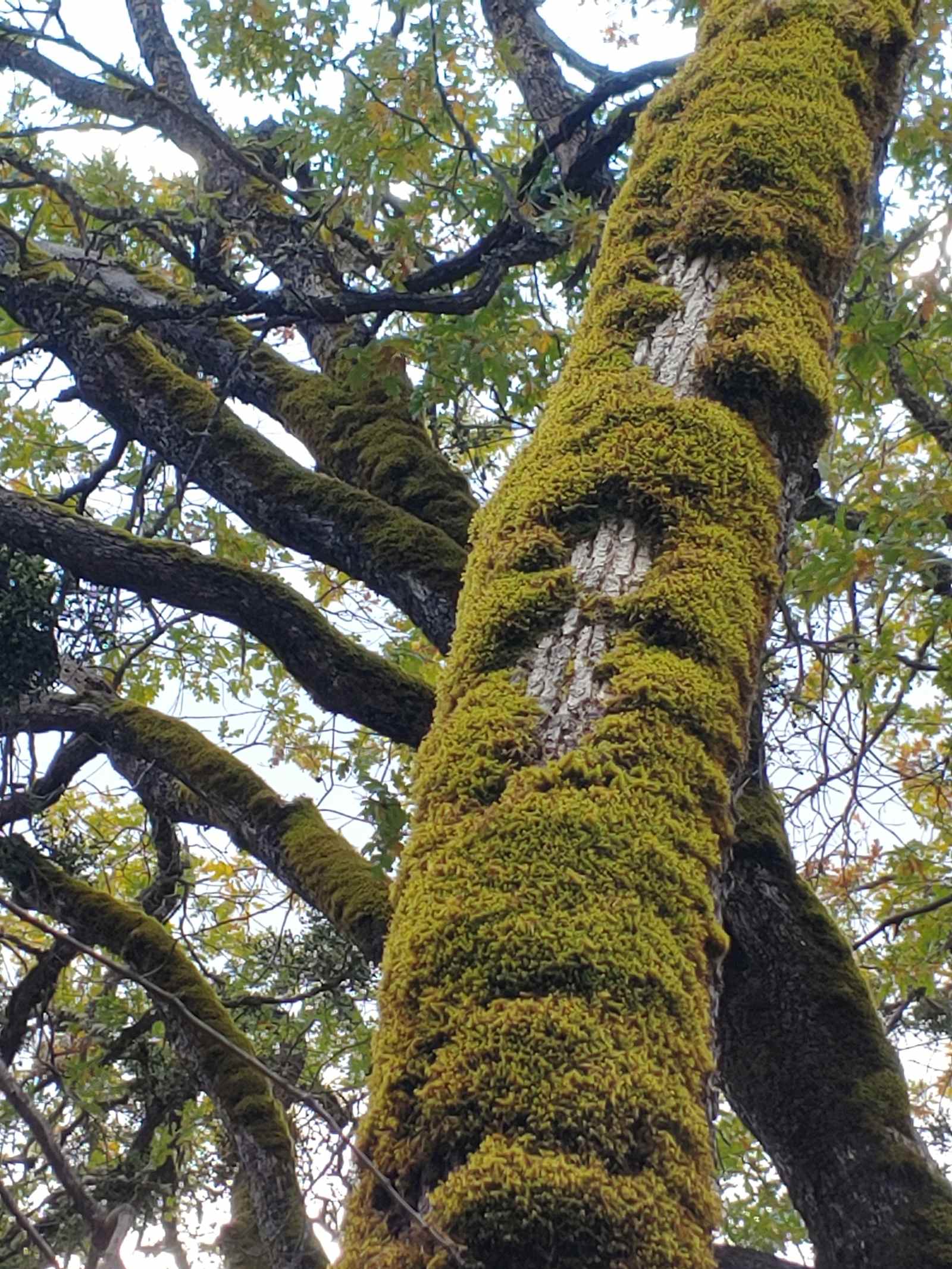 The Grove of Mystic Moon Tree - Hayfork, California - glamping.directory