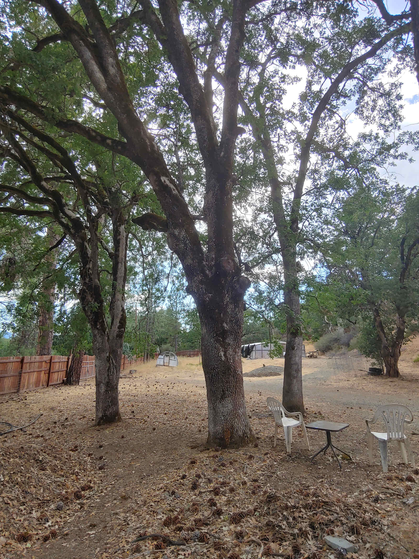 The Grove of Mystic Moon Tree - glamping.directory