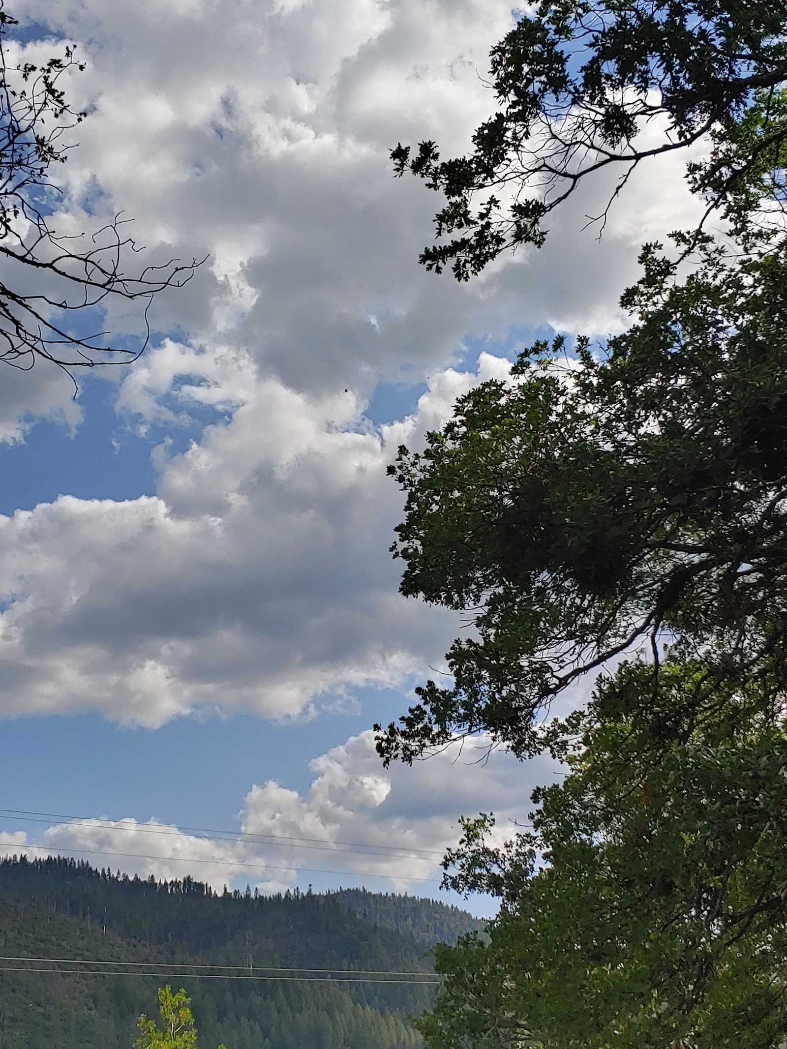 The Grove of Mystic Moon Tree - Hayfork, California - glamping.directory