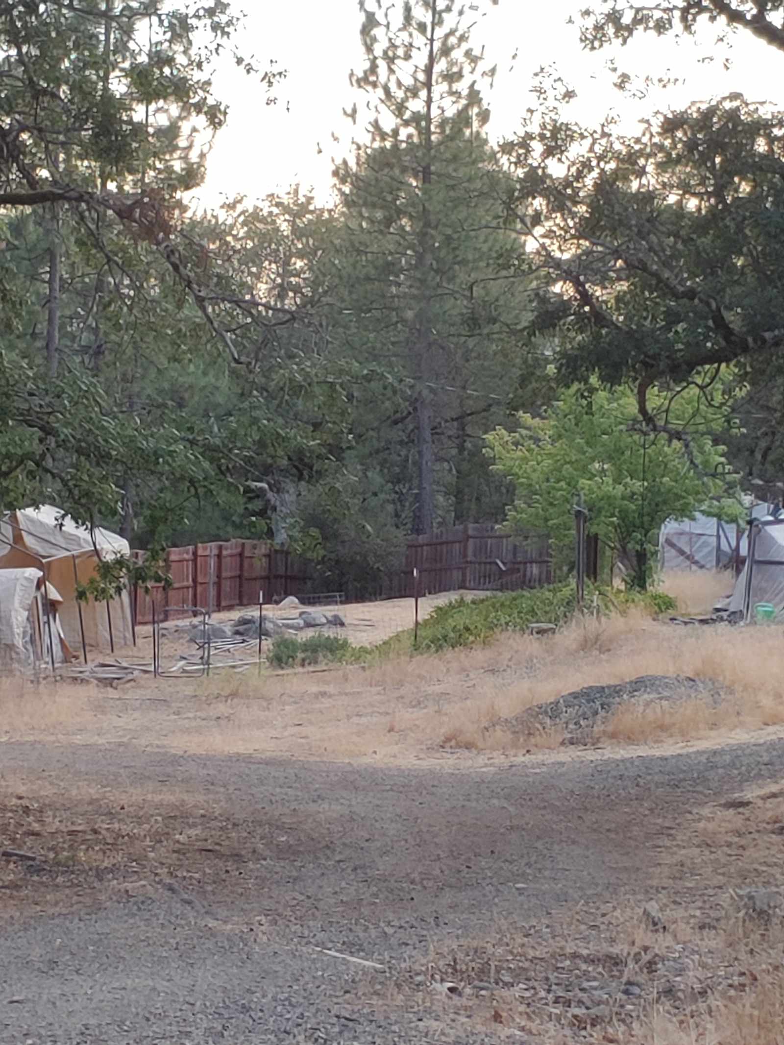 The Grove of Mystic Moon Tree - Hayfork, California - glamping.directory