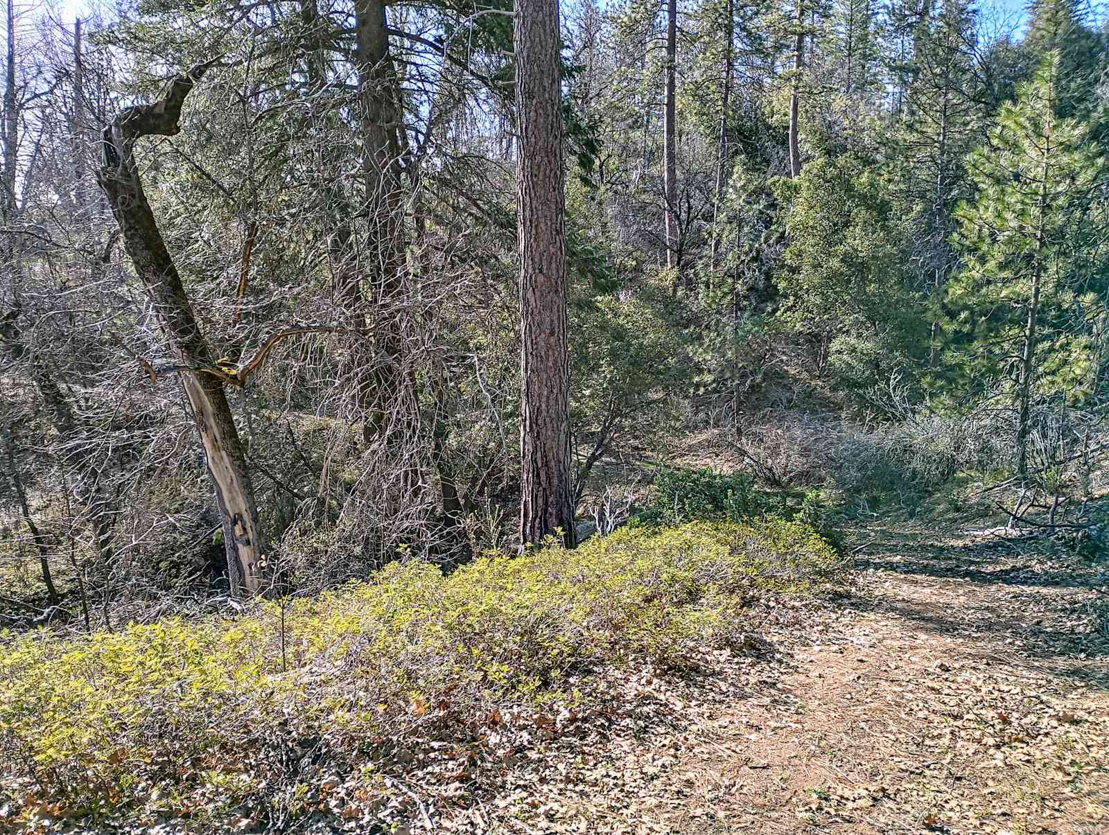 Camping At Yosemite's Doorstep - Groveland, California - glamping.directory
