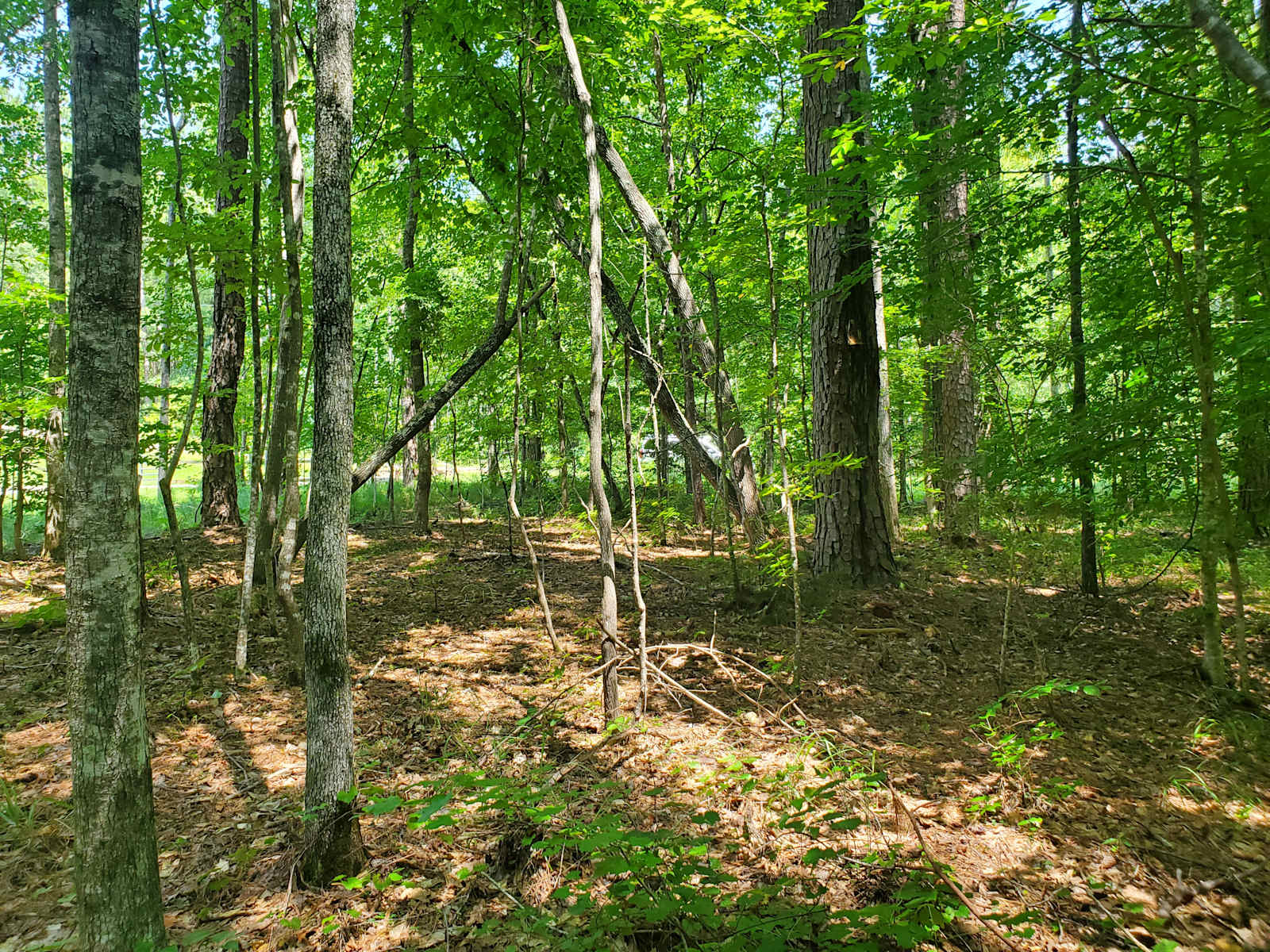 Auburn, Lake Martin, Tent or RV 🦅 - Dadeville, Alabama - glamping.directory