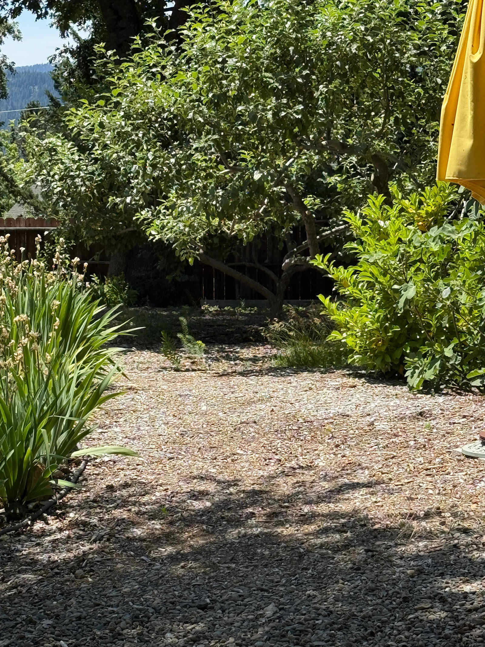 Bear Camp On Mount Shasta - Mount Shasta, California - glamping.directory