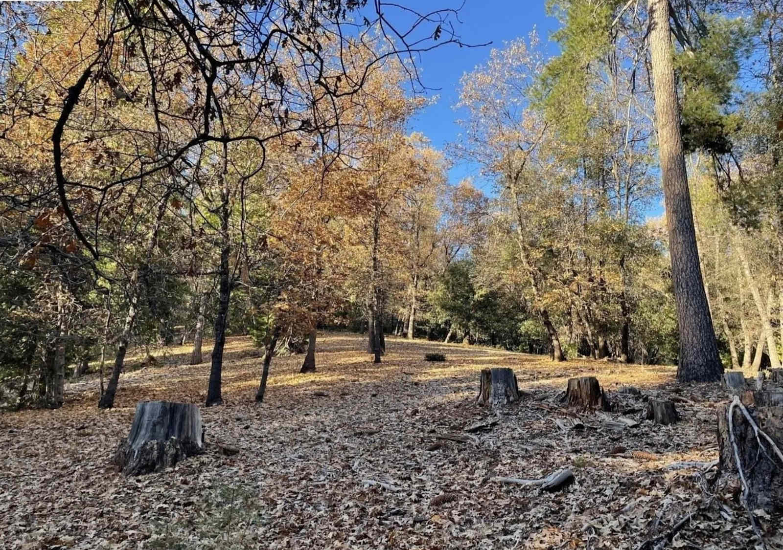 Close to Yosemite-Gold Rush Camp Si - Cedar Ridge, California - glamping.directory