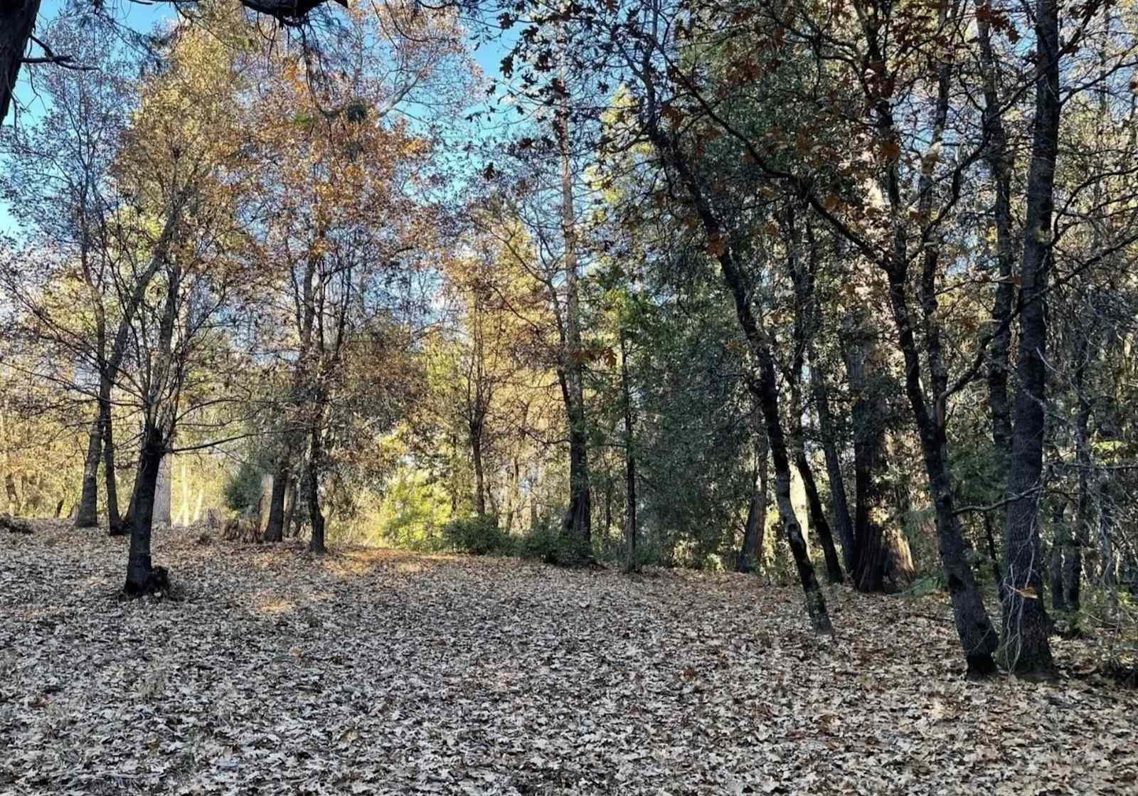 Close to Yosemite-Gold Rush Camp Si - Cedar Ridge, California - glamping.directory