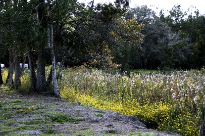 Forested Wood Cabin near Ocala National Forest in Central Florida - Fort McCoy, Florida - glamping.directory