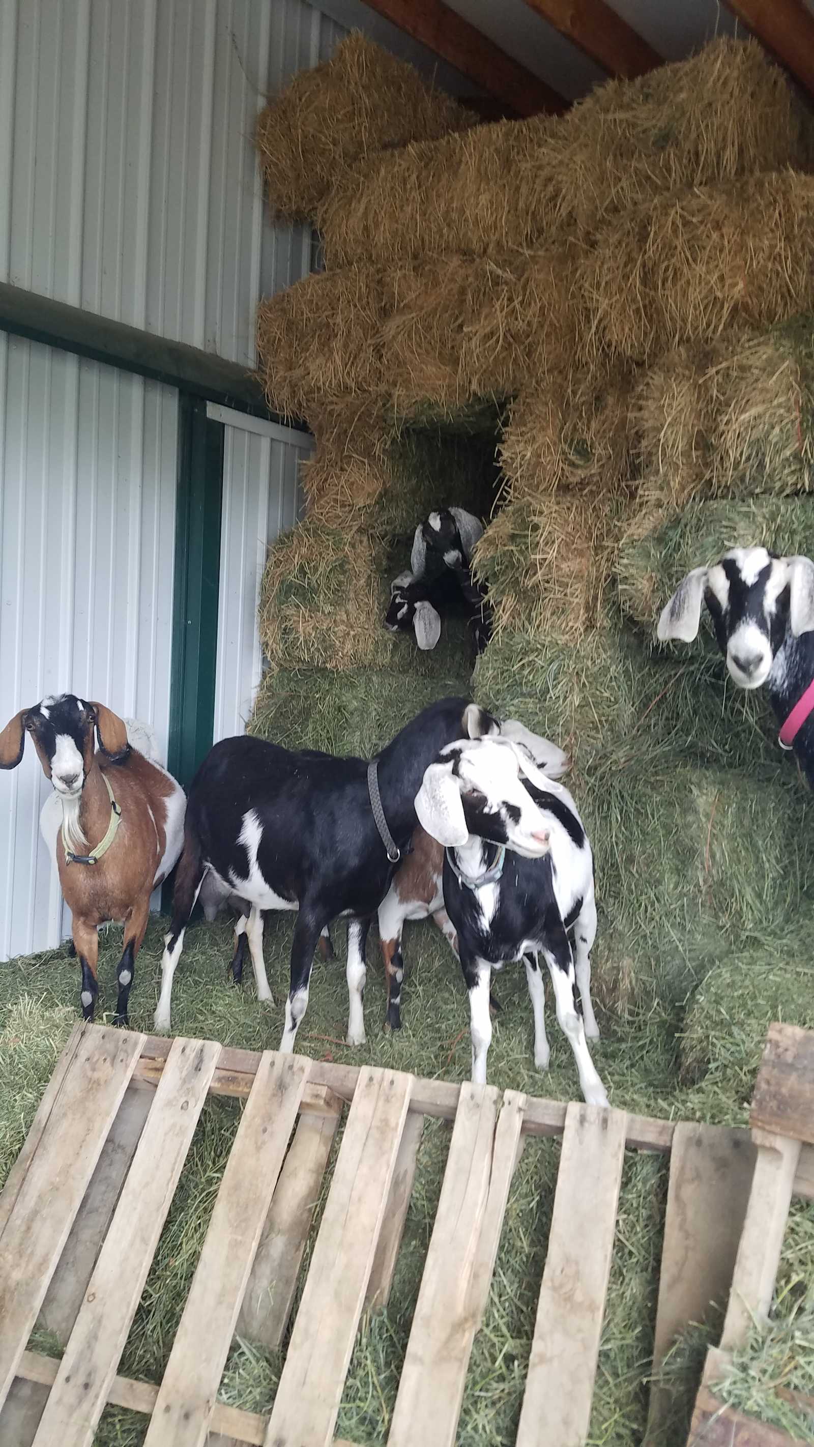 Falkor Ranch - Elizabeth, Colorado - glamping.directory
