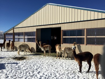 Authentic Country Getaway on an Alpaca Farm for Four in Salida, Colorado - Salida, Colorado - glamping.directory