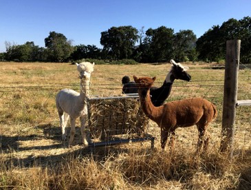 Spacious Fall Getaway with Two Separate Cottages near Napa, California - Vacaville, California - glamping.directory