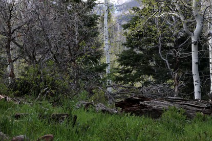 Cozy Secluded Log Cabin with Scenic Mountain Views near Park City, Utah - Coalville, Utah - glamping.directory