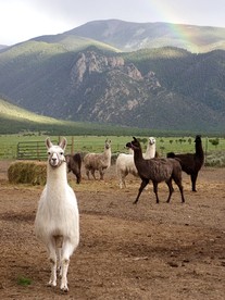 Spacious Camper on a Llama Rescue Ranch with Stunning Views near Questa, New Mexico - Questa, New Mexico - glamping.directory
