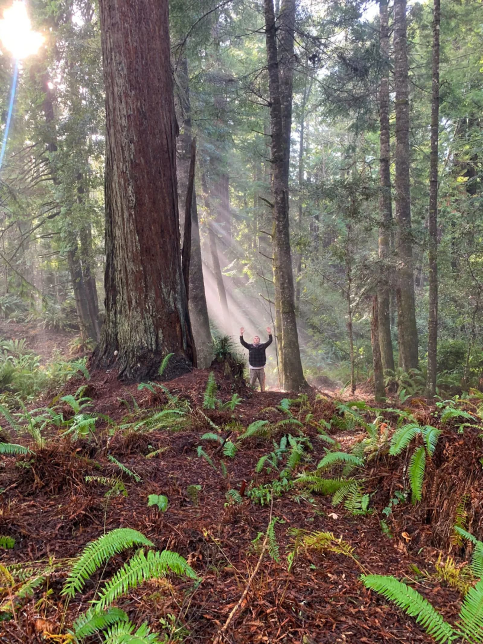 Ocean-view Redwood Forest Glamping - California - glamping.directory