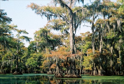 Charming Cabin Rental in the Woods along Lake Caddo in Texas - glamping.directory