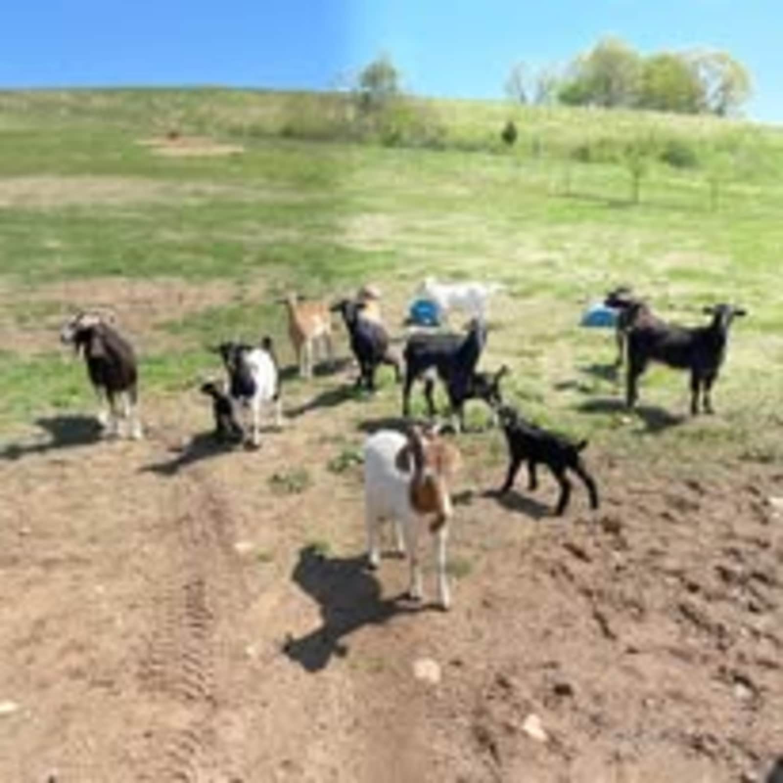 Full View Farms - Everton, Arkansas - glamping.directory