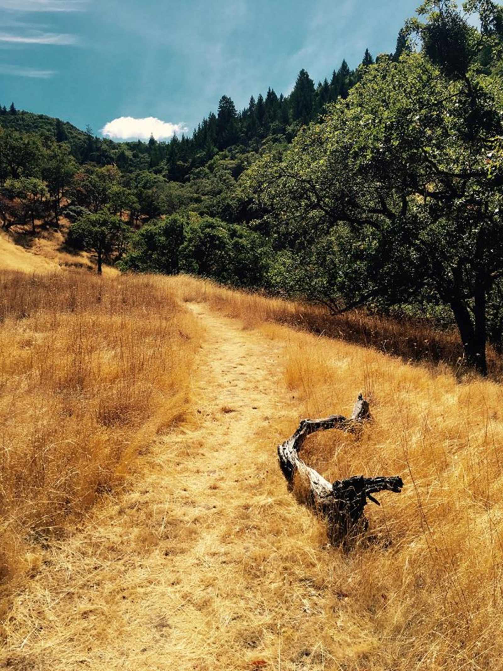 Mariposa Institute - Ukiah, California - glamping.directory