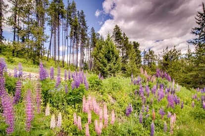 Sunny Mountain Cabin for a Group Getaway in West Glacier, Montana - West Glacier, Montana - glamping.directory
