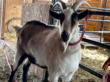 Family Adventure Cabin With Lake View, Barn Animals, Kayak Rentals and Trails in Houston, Alaska - Houston, Alaska - glamping.directory