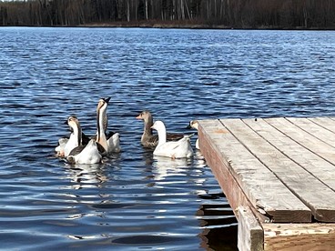 Family Adventure Cabin With Lake View, Barn Animals, Kayak Rentals and Trails in Houston, Alaska - Houston, Alaska - glamping.directory