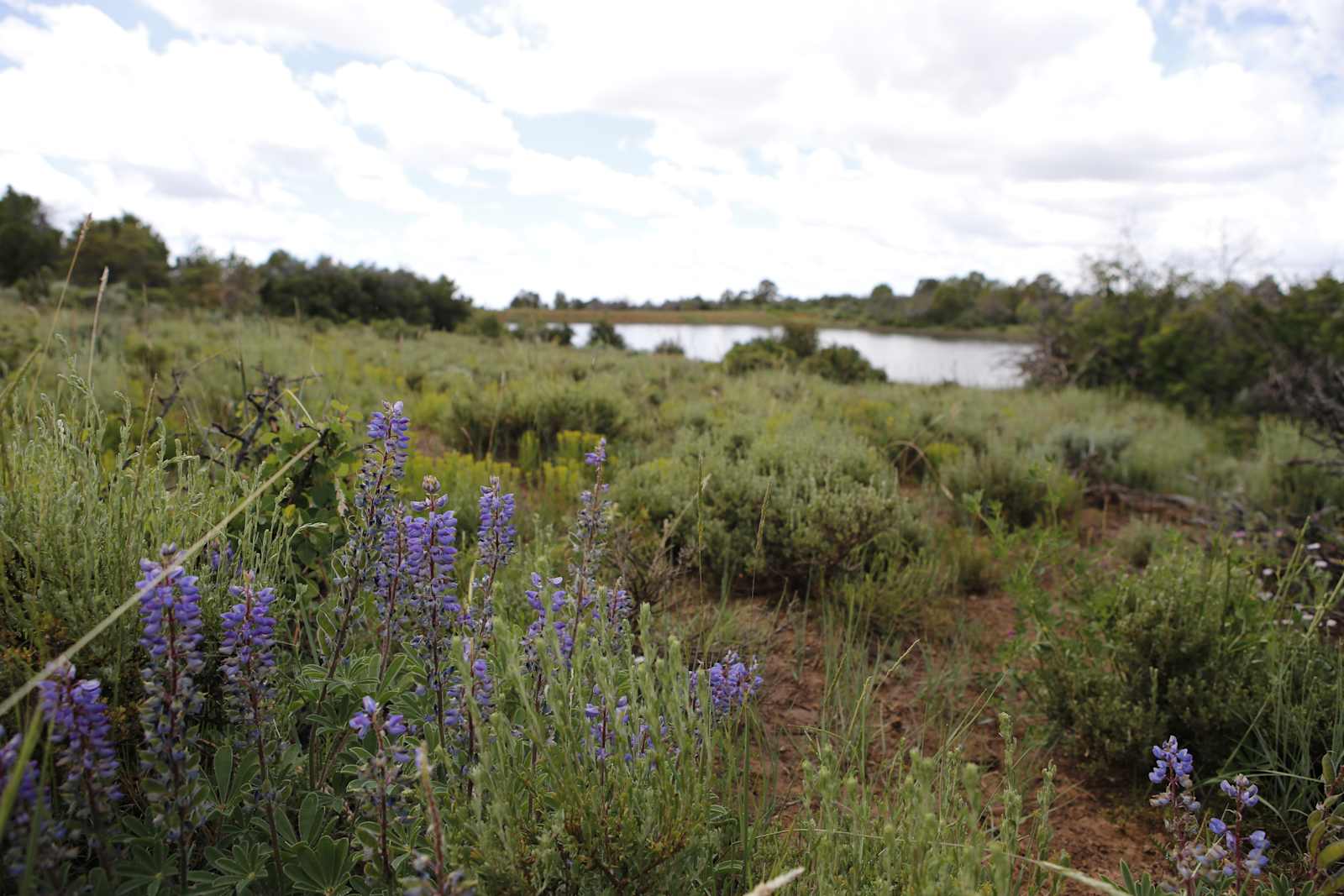 Dolores River Rim Camp - Lewis, Colorado - glamping.directory