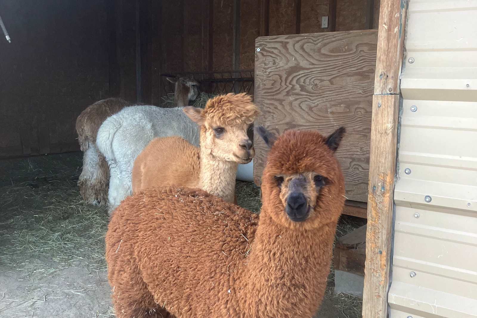 Harmony Ridge Farm - Ramah, Colorado - glamping.directory