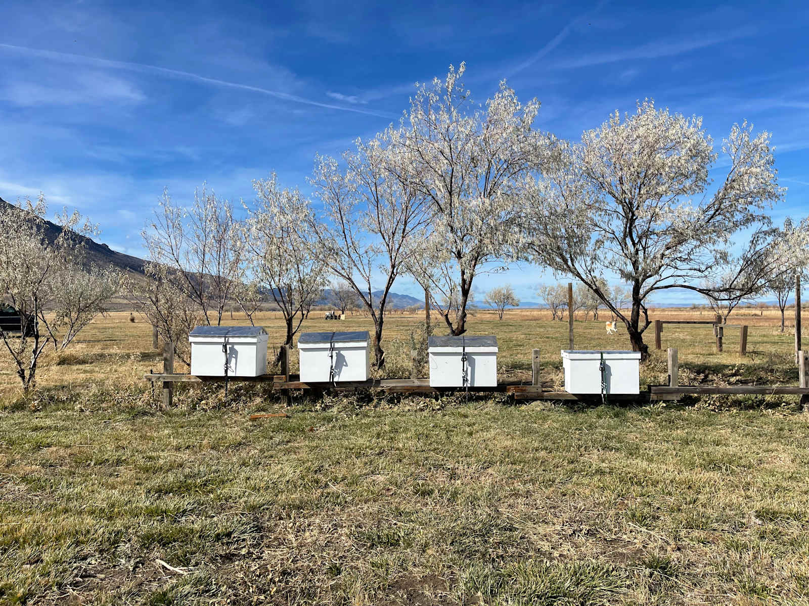 Missy’s Mountain Meadows - Doyle, California - glamping.directory