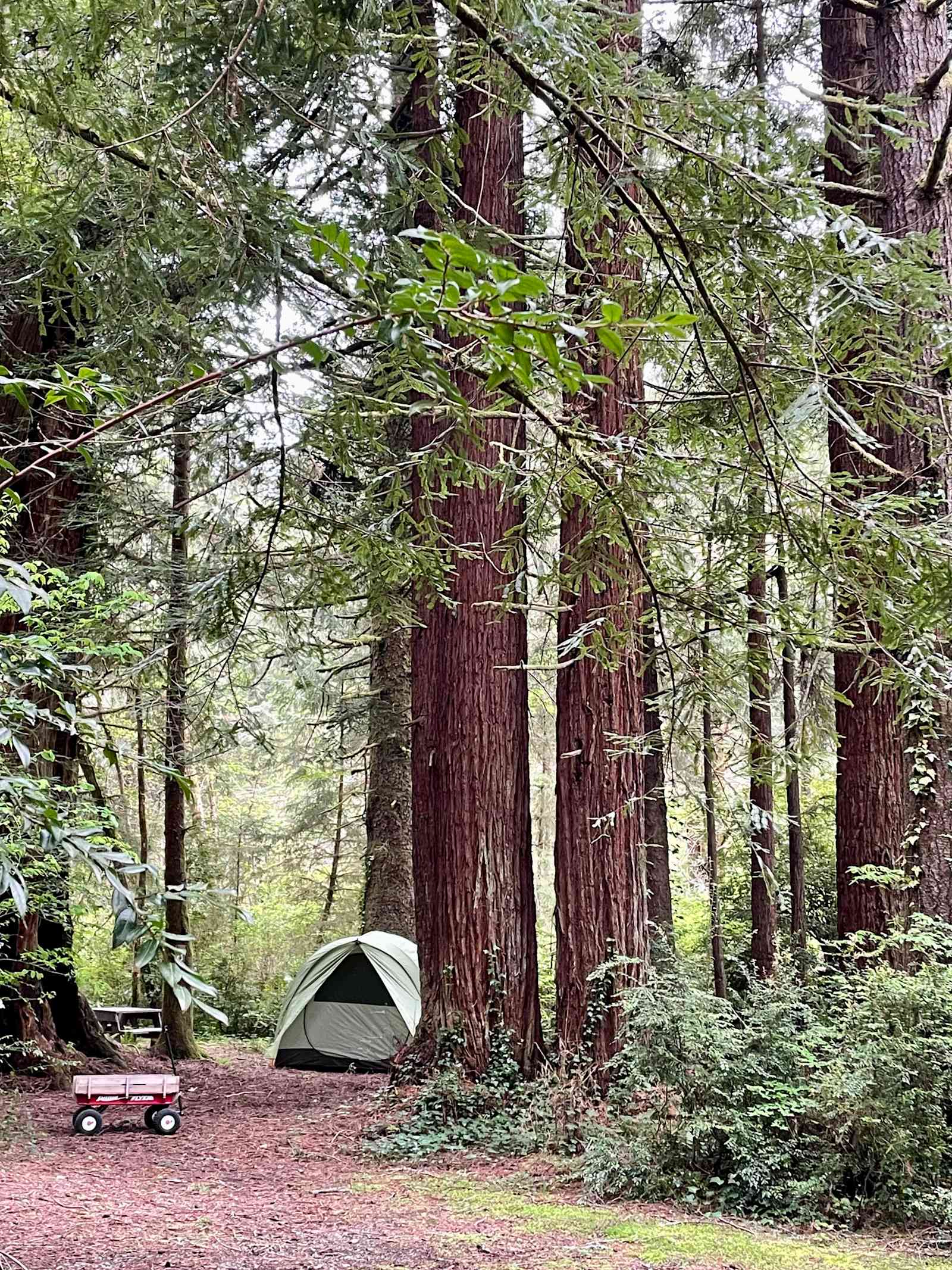 Mystic Forest RV Park - Klamath, California - glamping.directory