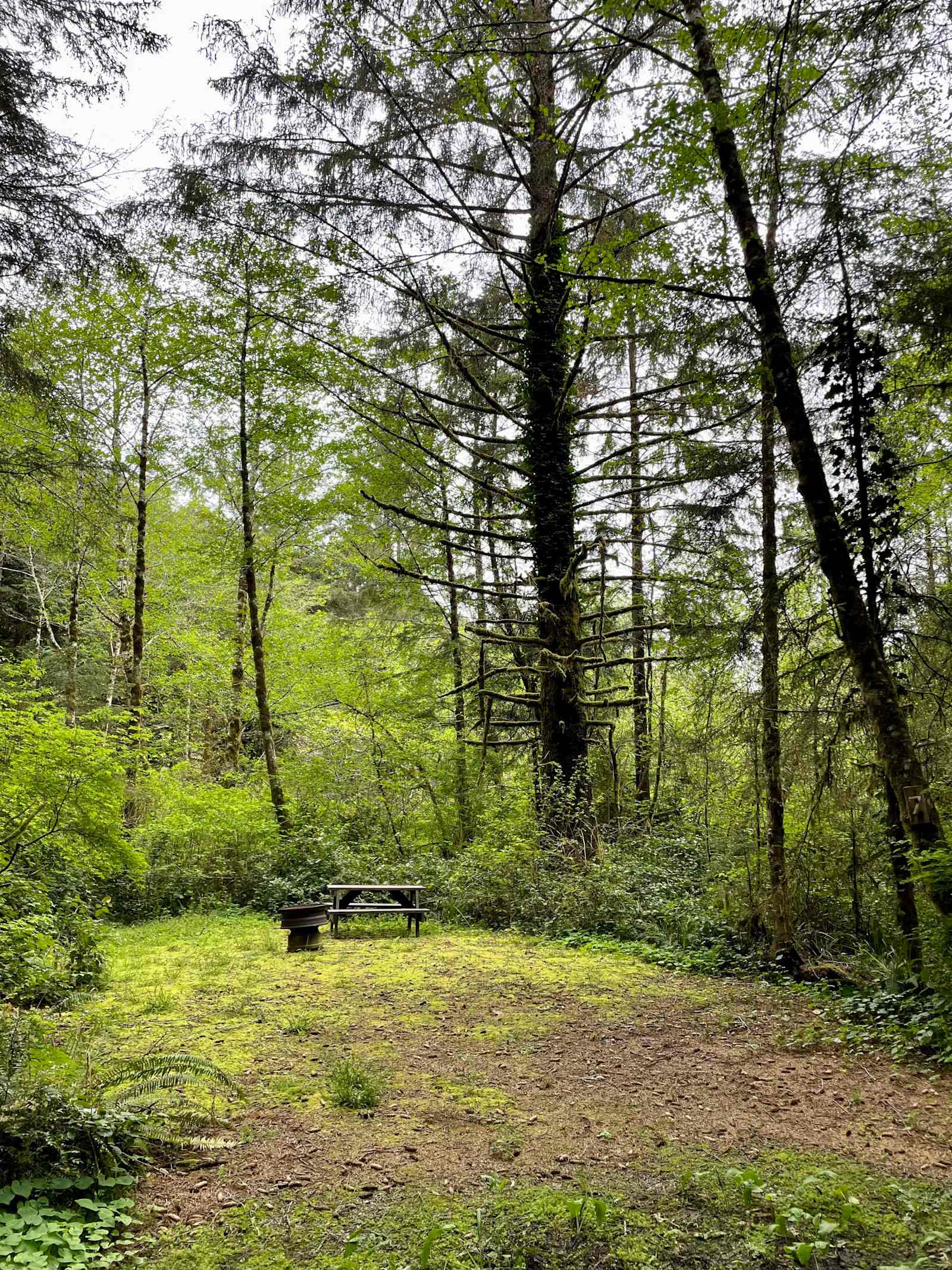 Mystic Forest RV Park - Klamath, California - glamping.directory